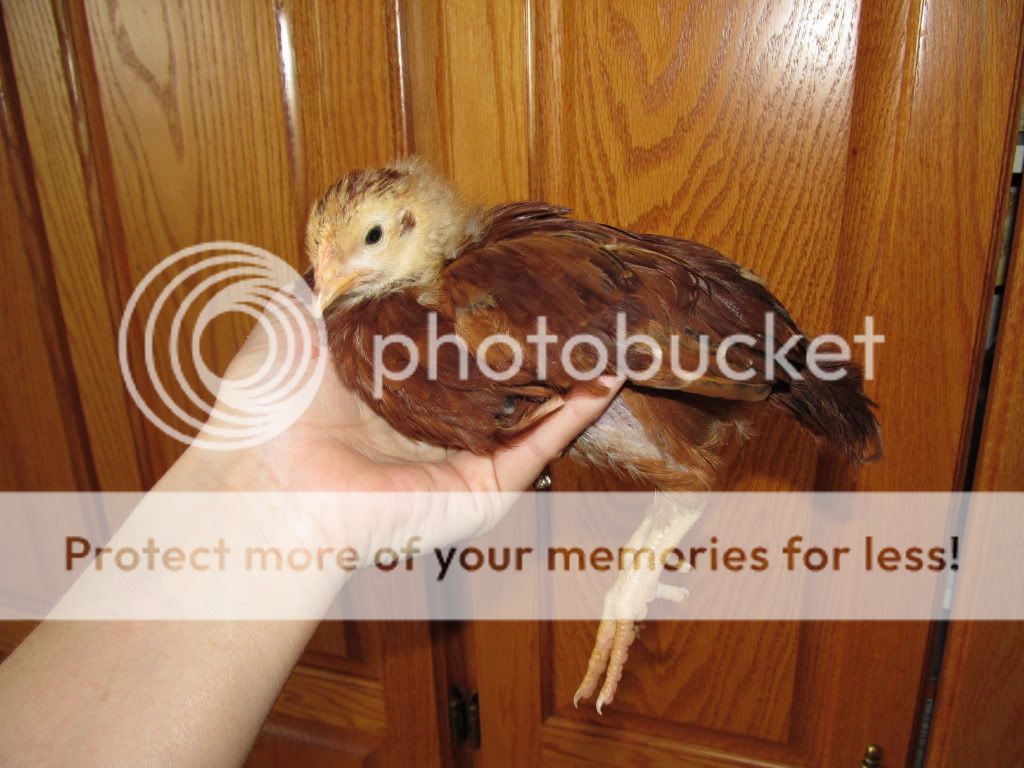 Chicken056.jpg