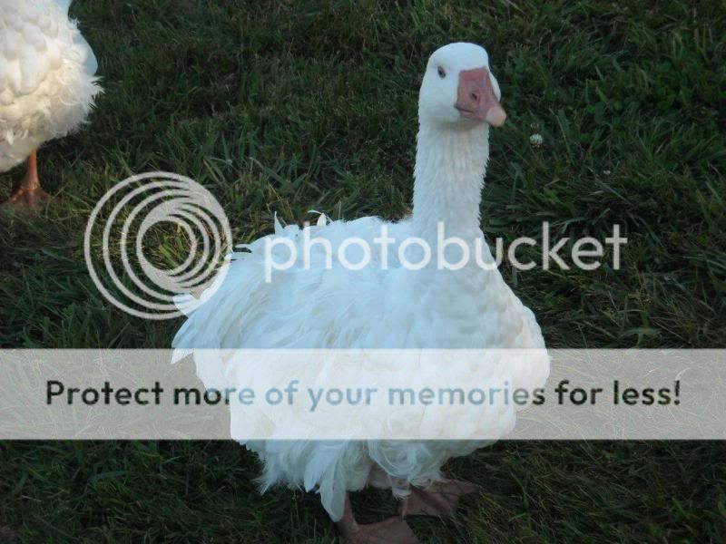 goose3.jpg