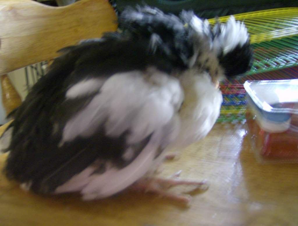 DonnaKing.jpg