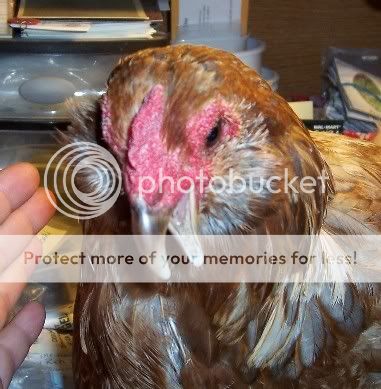 Lola_beak.jpg
