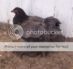 Bluecochinpullet.jpg