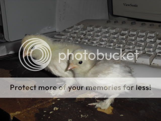 CIMG0204.jpg