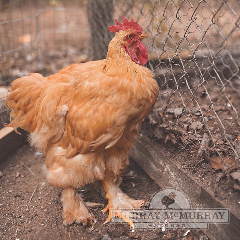 Murray McMurray Hatchery - Buff Cochins
