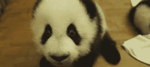 tumblr_lzrov2dTNr1qi3lspo1_500.gif