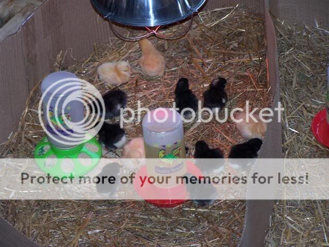 Egg_Chicks__B_Orps_B_Lorps_B_Rcks.jpg