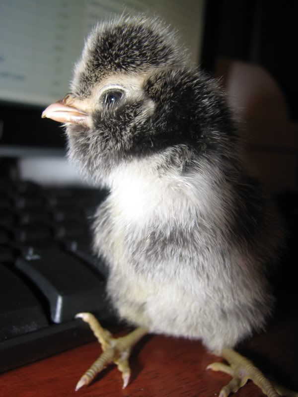 cacklechicks037.jpg