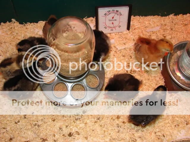 DSC00851.jpg