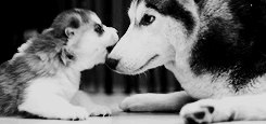 tumblr_lz4zlbbvKe1r2fs0co3_250.gif