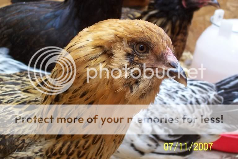 orangeandblackchick.jpg