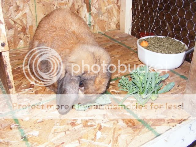 Picture037.jpg