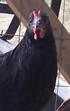 eldiabloshead.jpg