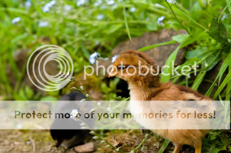 0806babychicks003.jpg