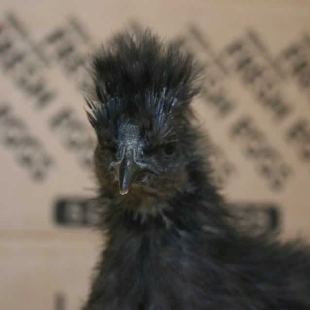 chick2comb.jpg