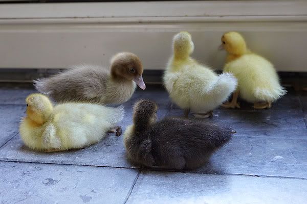 ducks2.jpg