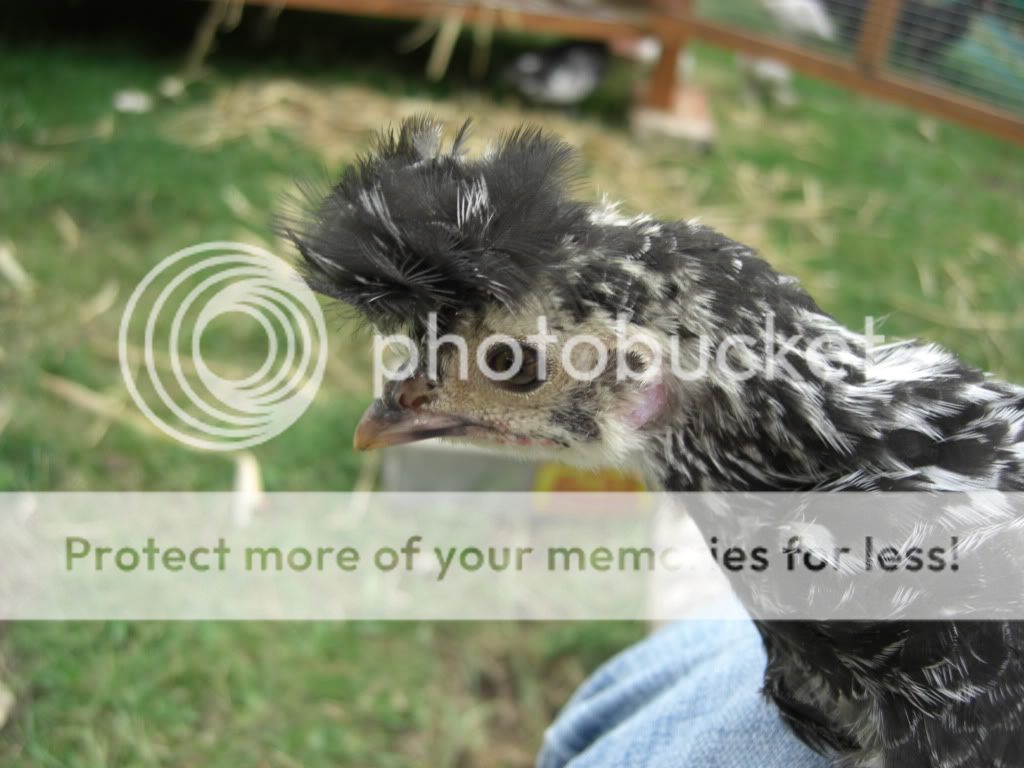 Chickensetc1644.jpg