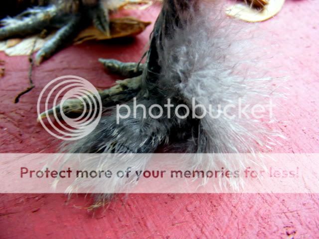 barredmaybe019.jpg