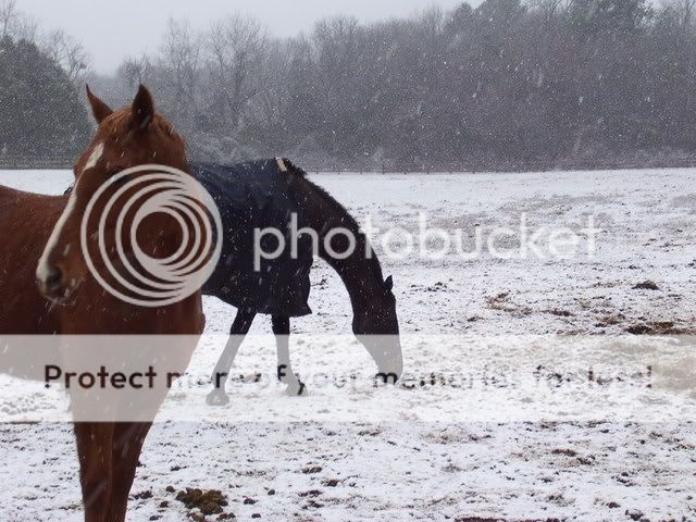 snow08008.jpg