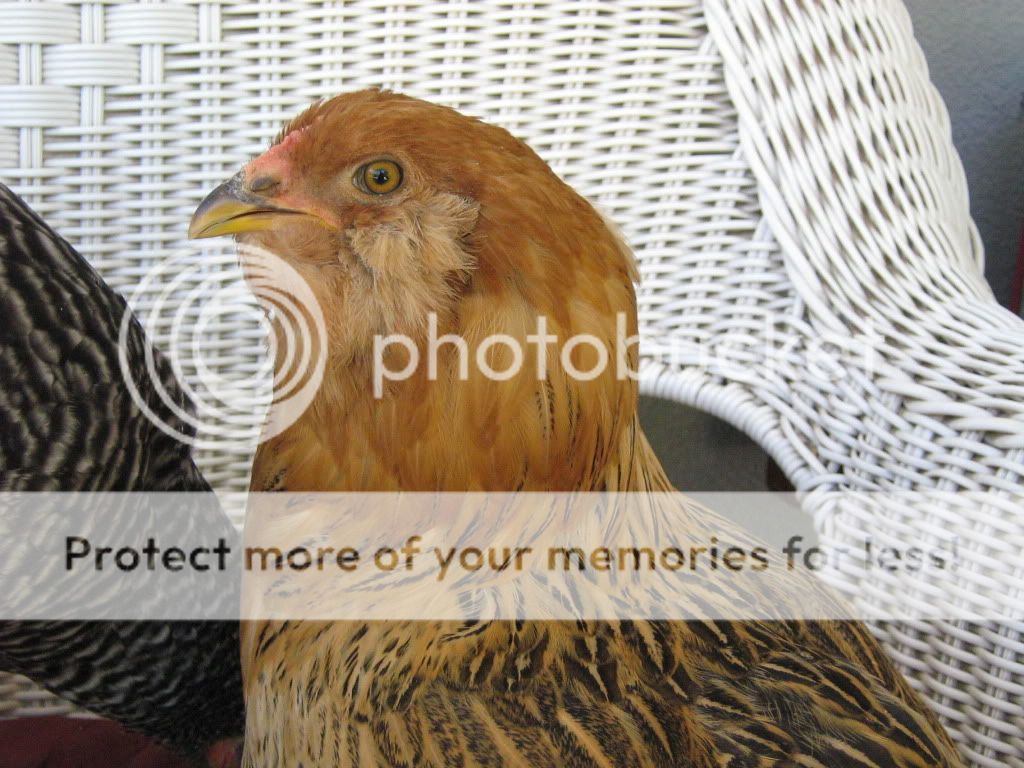 Chickens14and10weeks004.jpg