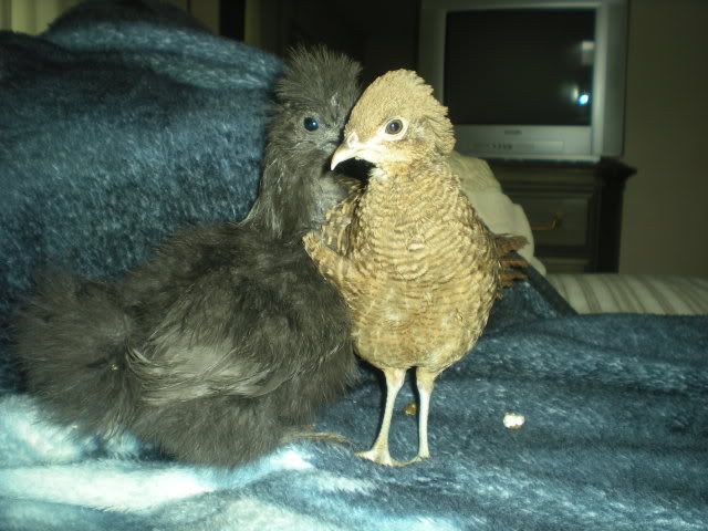 pheasants003-1.jpg