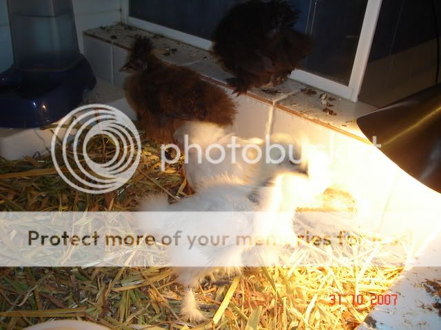 chickens018.jpg