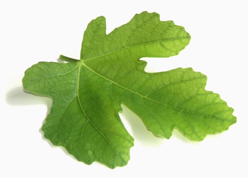 fig-leaf.jpg