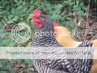 IMG_1176.jpg