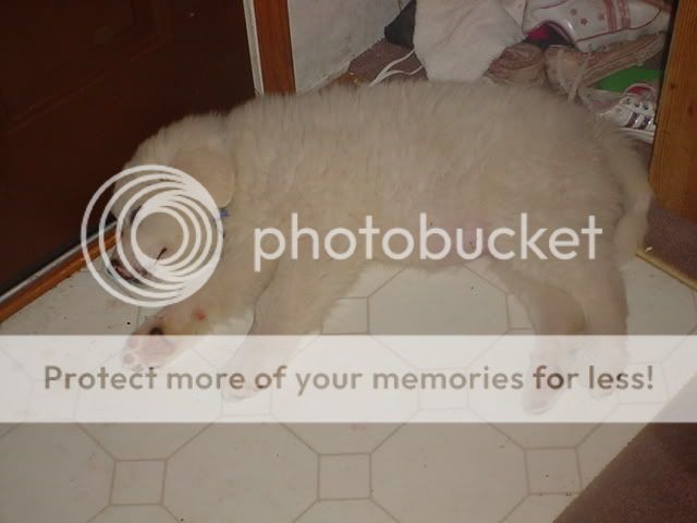 maxwellsleeping.jpg