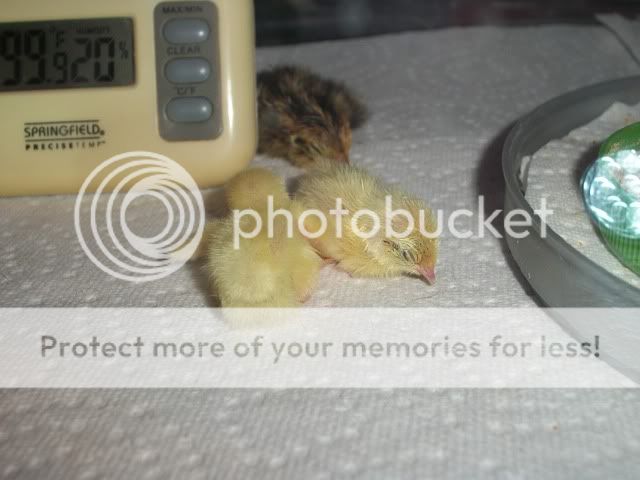 100_5771.jpg