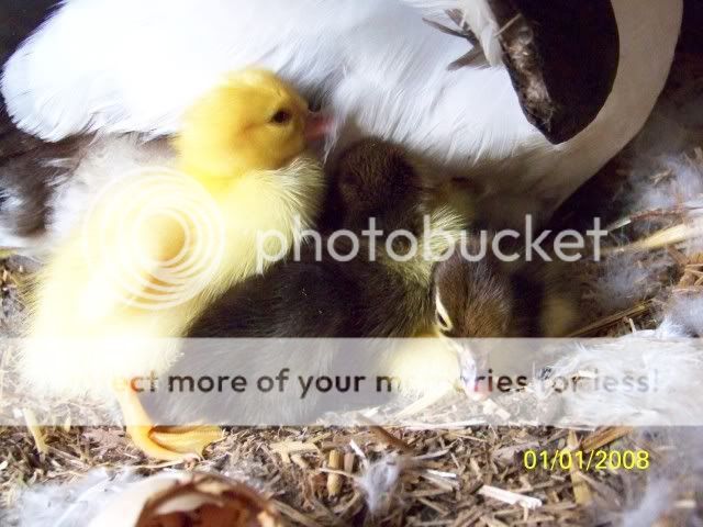 100_1699.jpg
