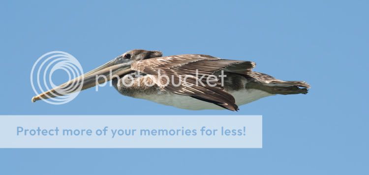 pelican_sm.jpg