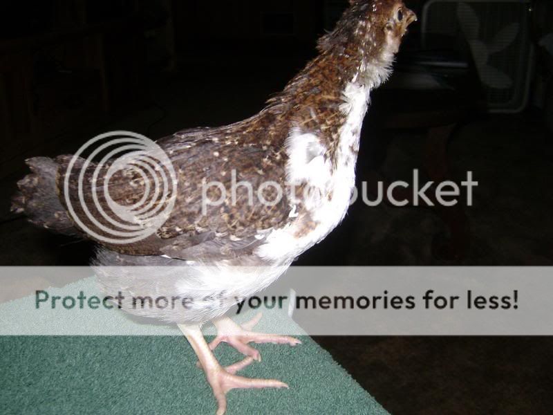 Dottie020-1.jpg