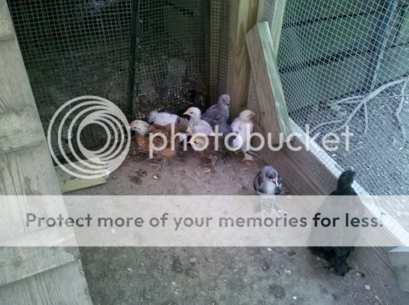 2011-06-18_10-25-04_835.jpg