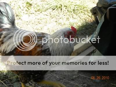 rooster2.jpg