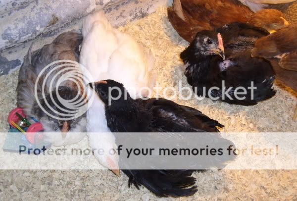 SleepingChickens1Resize.jpg