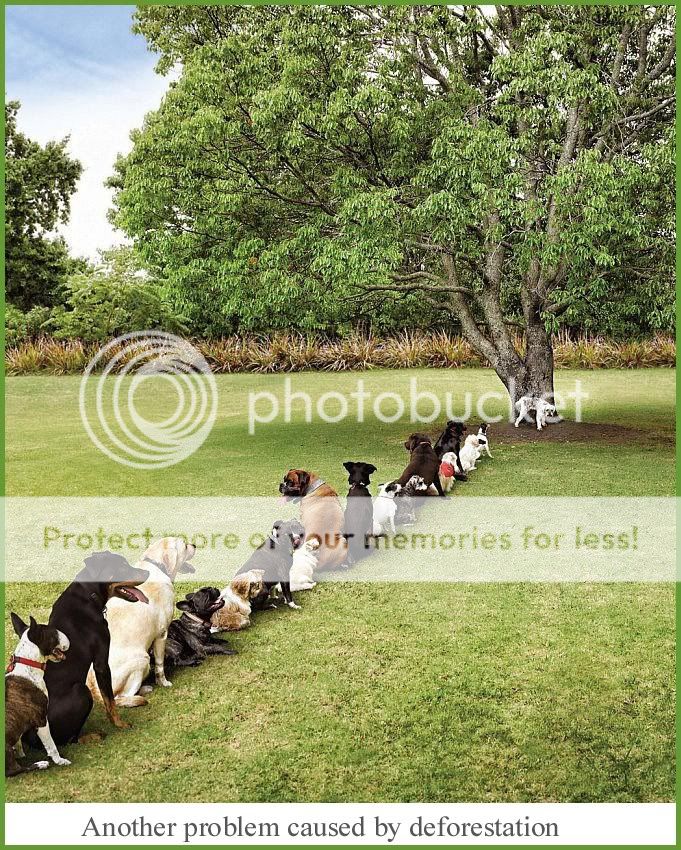 deforestation.jpg