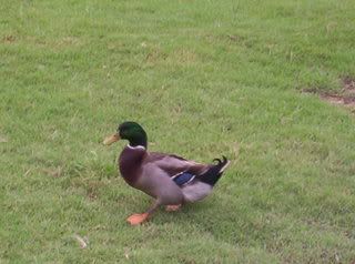 106_2382.jpg