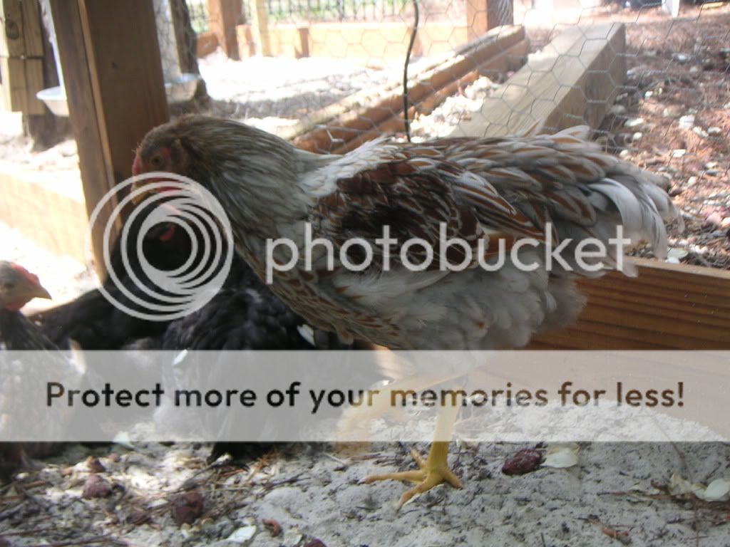 PICT0089.jpg