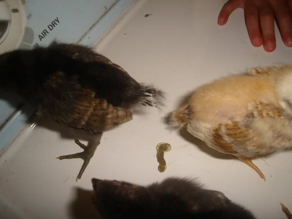 chicktailfeathers1.jpg