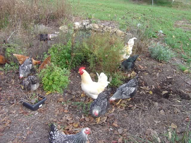 eco-garden017.jpg