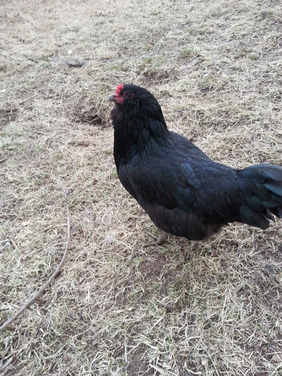 900x900px-LL-951fe5a2_20130313_170935.jpeg