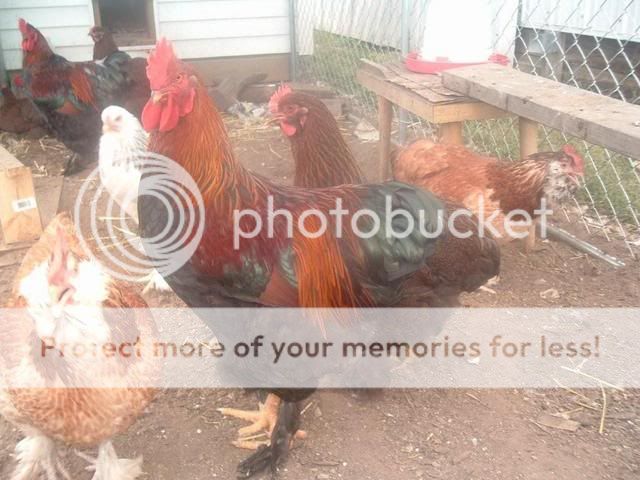 CHICKENS200051.jpg