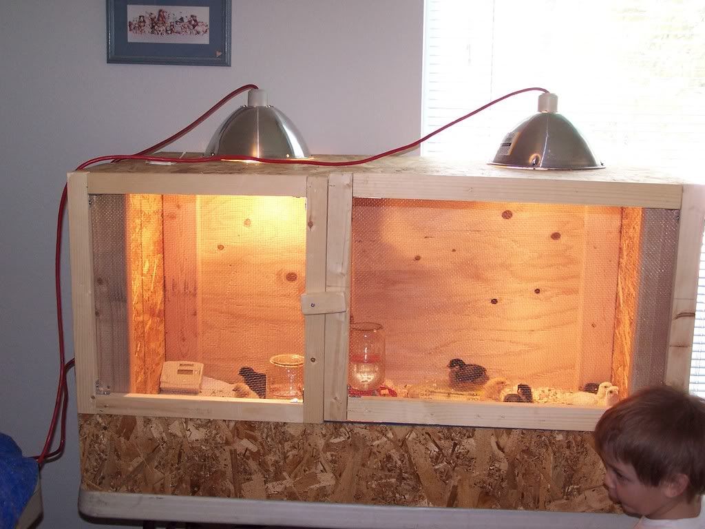 brooder003.jpg