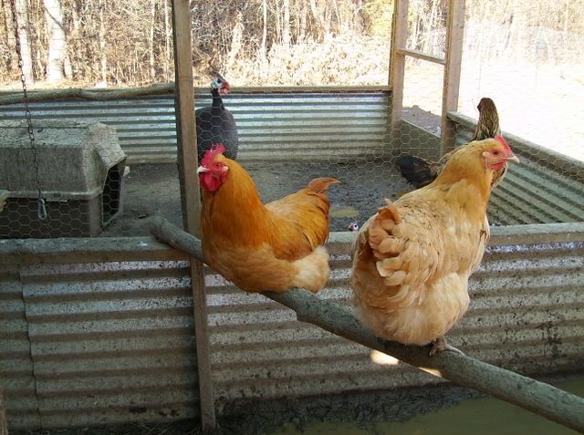 chickens075.jpg