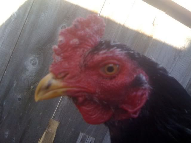 iphonepicsbackup_20111454.jpg