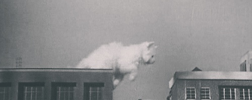 tumblr_lwuvoeCPty1qdou6po3_500.gif