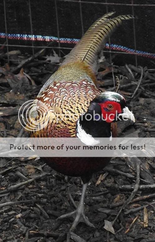 ringneck.jpg