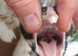 openmouth_1_-609x441-300x217.jpg