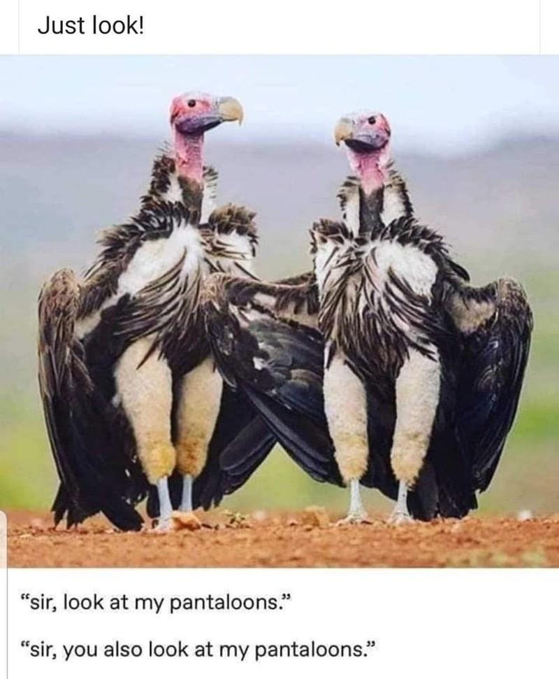 GVq6hlHPnAnT.jpeg