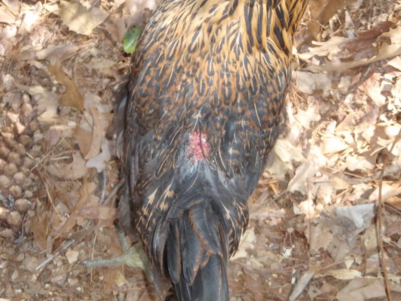 chickens005.jpg