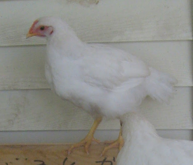 S6306832.JPG